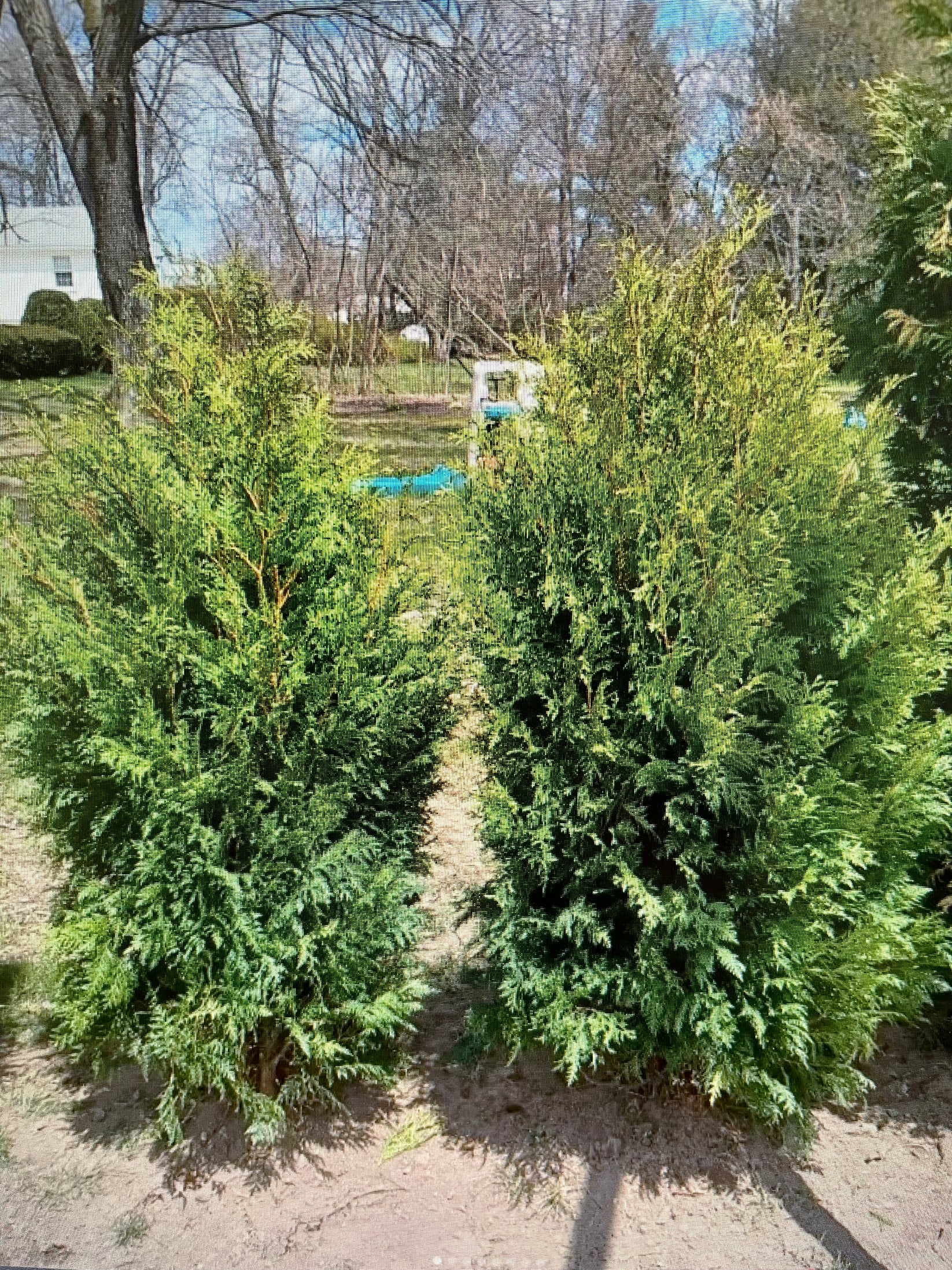 5 - 6 FOOT Dark Green American Arborvitaes (free delivery and planting ...