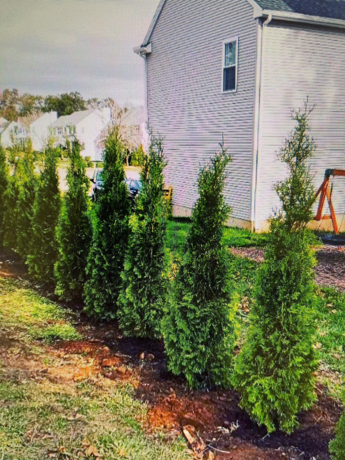 5 - 6 Foot Pyramidal Arborvitaes (free delivery and planting ...