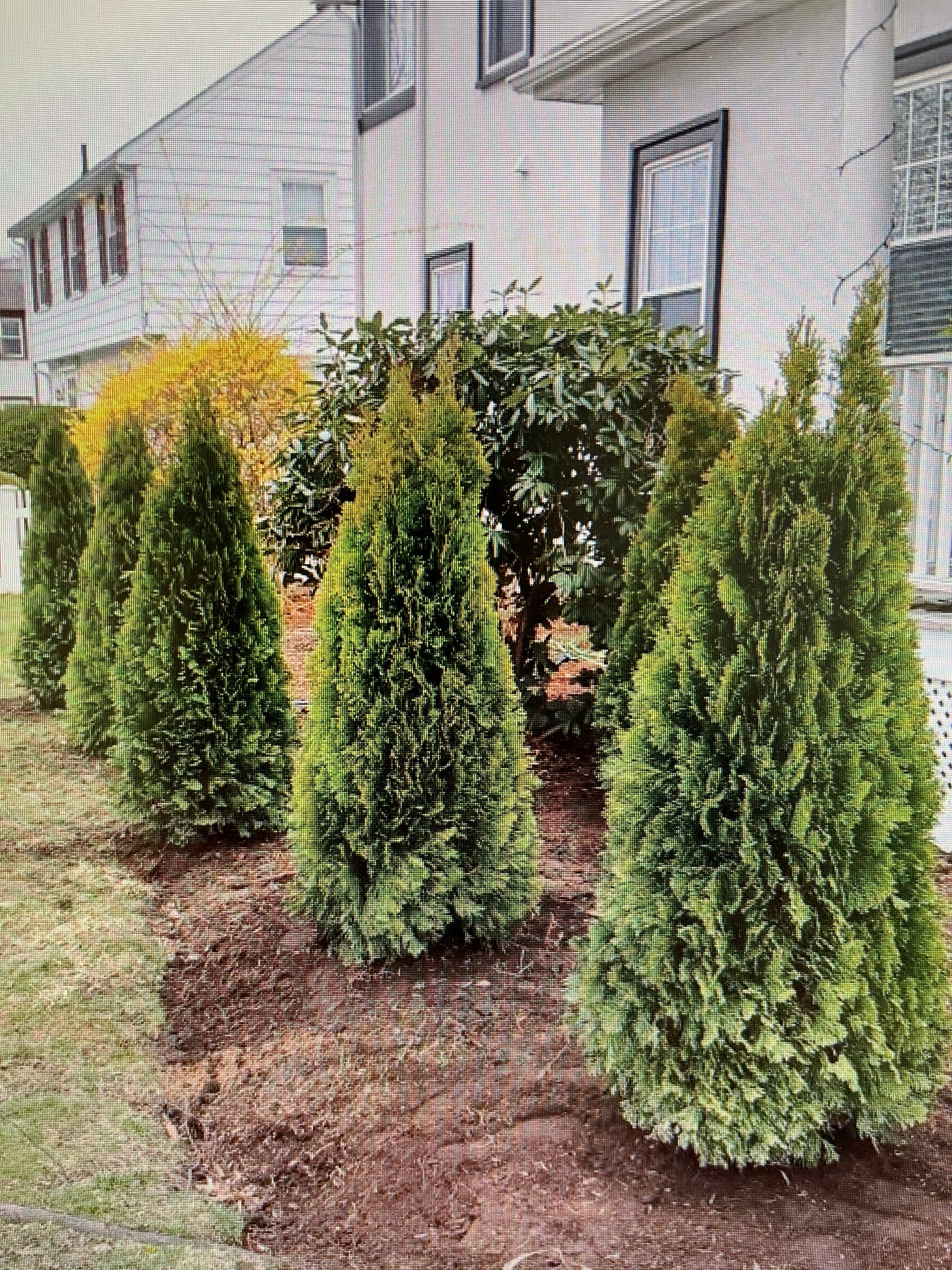 4 - 5 FT Emerald Green Arborvitae (free delivery and planting ...